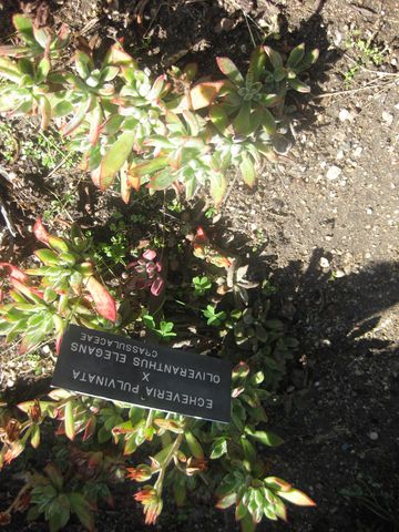 File:360px-IMG 2159 hunt0903.jpg