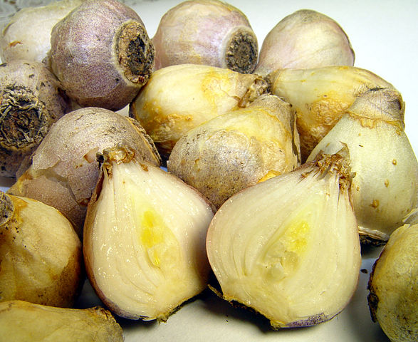 File:587px-Scilla siberica alba bulbs.jpg