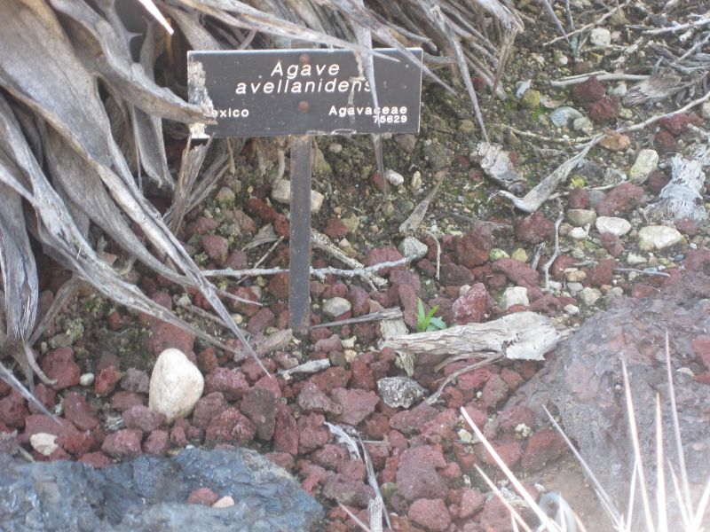 File:800px-IMG 2424 hunt0903.jpg