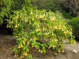 File:320px-IMG 4988 hunt0904.jpg