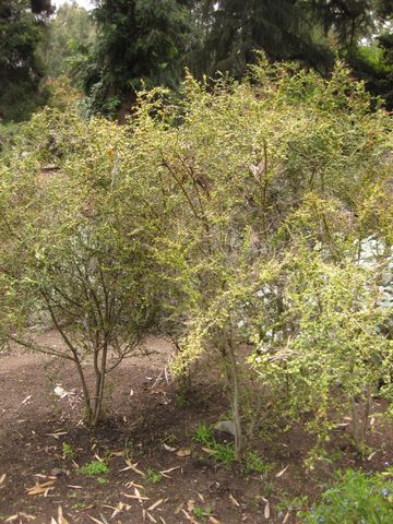 File:360px-IMG 7258 hunt09jun.jpg