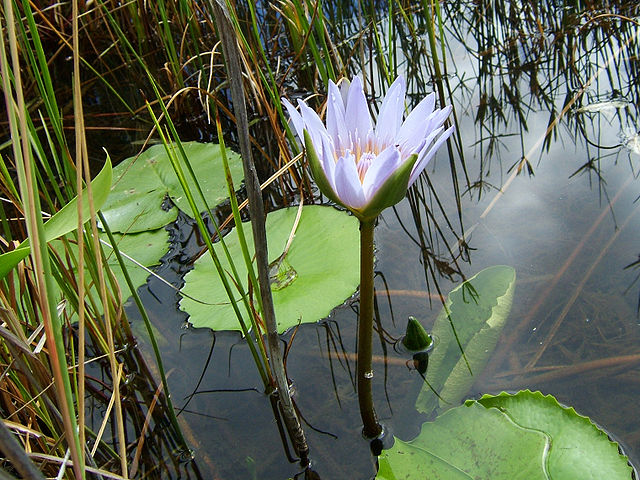 File:640px-Nymphaea capensis 1.jpg
