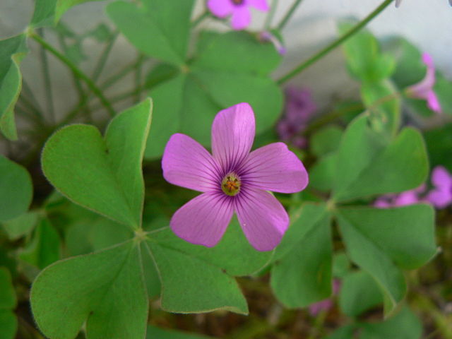 File:640px-Oxalis Sagol (1).jpg