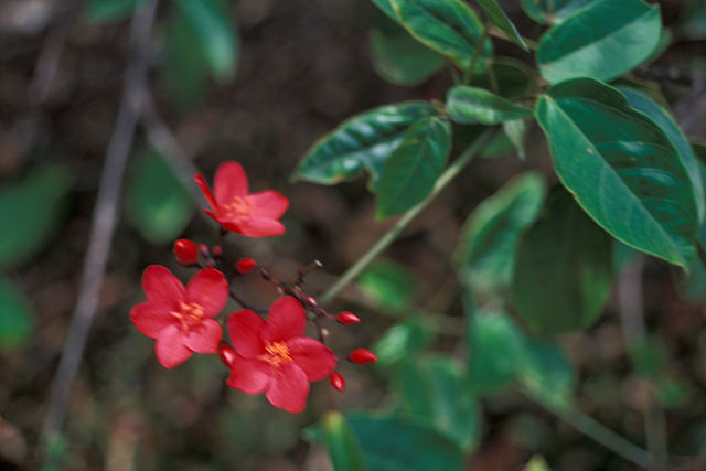 File:640px-Starr 980529-4190 Jatropha integerrima.jpg