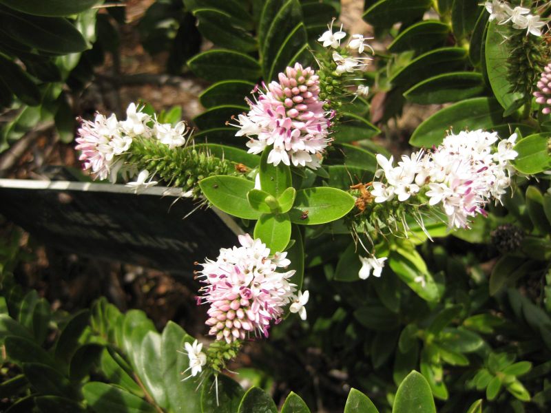 File:800px-IMG 7362 hunt09jun.jpg