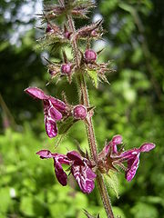 File:180px-Stachys sylvatica flowers.jpg