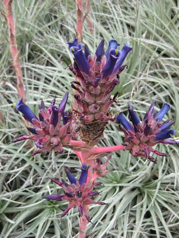 File:360px-IMG 7404 hunt09jun.jpg