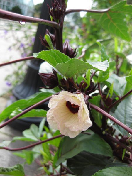 File:450px-IMG 0774 bbg09.jpg