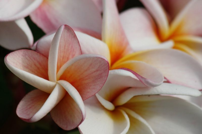 File:800px-MG 2095-549.jpg