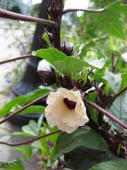 File:180px-IMG 0774 bbg09.jpg