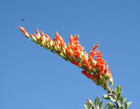 File:280px-Ocotillo-with-bee.jpg