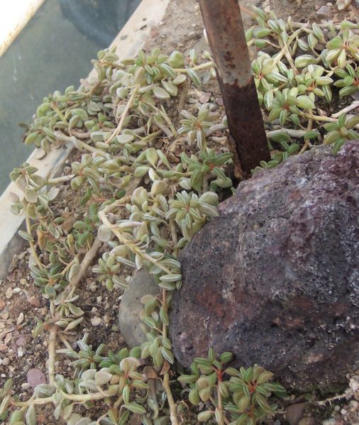 File:506px-Peperomia nivalis crassa.jpg