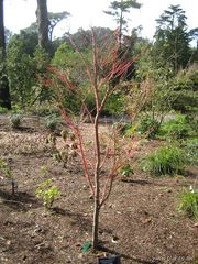 File:180px-Acer palmatum-sangokaku-coral bark japanese maple-IMG 7197 sfbg0308.jpg