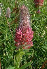 File:163px-Trifolium rubens5.jpg