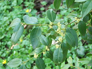 File:320px-Buxus henryi.jpg
