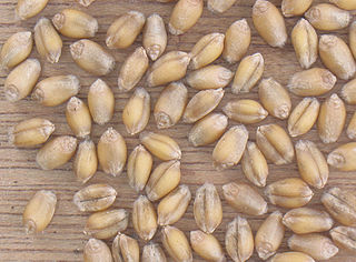 File:320px-Tarwe korrels Triticum aestivum.jpg