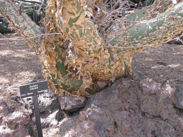 File:640px-IMG 4388 hunt0904.jpg