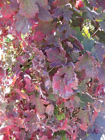 File:360px-IMG 1860 hunt09oct.jpg