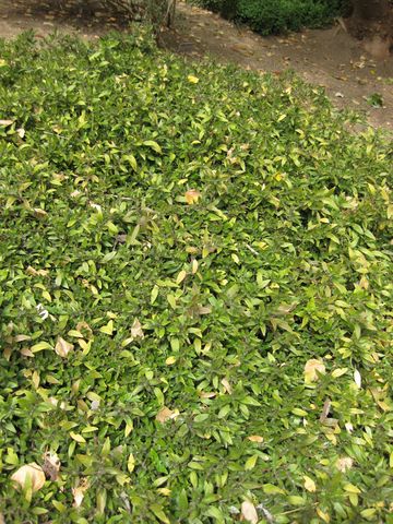 File:360px-IMG 5139 hunt0904.jpg