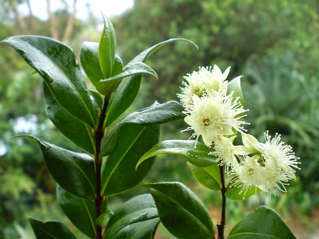 File:640px-Cinnamon myrtle flower and leaf.jpg