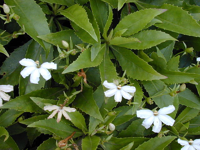 File:640px-Starr 020925-0070 Scaevola chamissoniana.jpg