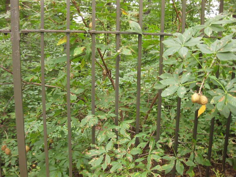 File:800px-IMG 1446 bbg09.jpg