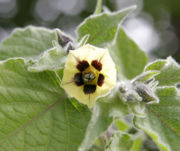 File:180px-Gooseberry flower.jpg