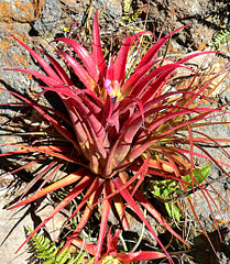 File:209px-Aechmea recurvata var ortgiesii 1.jpg