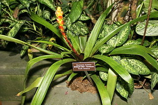 File:320px-Guzmania musaica.jpg