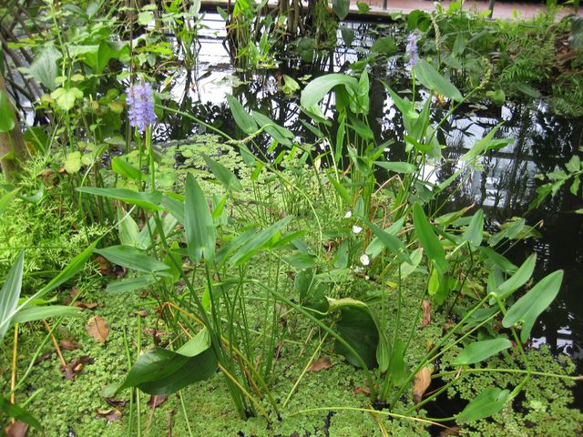 File:640px-IMG 0983 bbg09.jpg