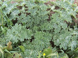 File:320px-Silybum marianum g1.jpg