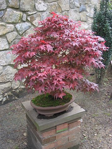 File:360px-Acer palmatum-Bonsai.jpg