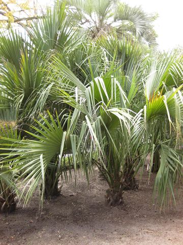 File:360px-IMG 4120 hunt0904.jpg