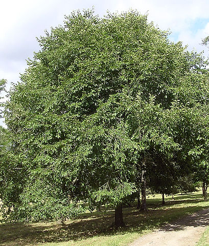 File:409px-Japanese elm.jpg
