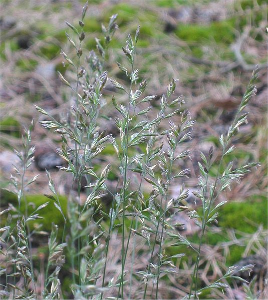 File:535px-Ruig schapengras bloeiwijze (Festuca ovina subsp. hirtula).jpg