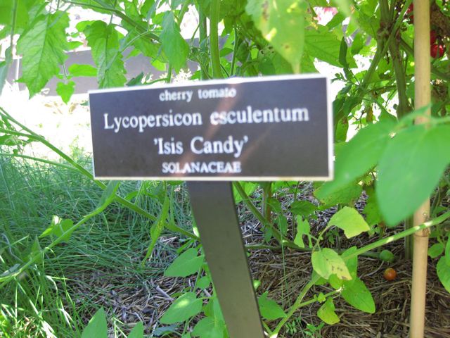 File:640px-IMG 0393 nybg09.jpg