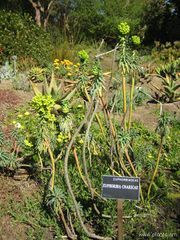 File:180px-Euphorbia cnaricae-IMG 8056 sfbg0308.jpg