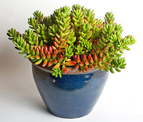 File:280px-Sedum rubrotinctum.jpg