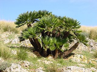 File:320px-Chamaerops humilis (Zingaro)015.jpg