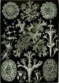File:86px-Haeckel Lichenes.jpg