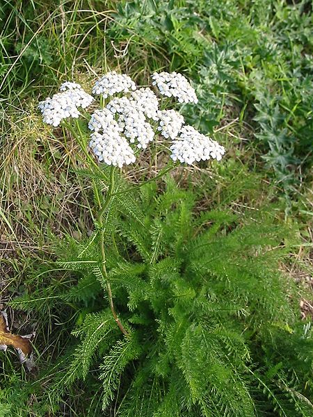 File:450px-Achillea millefolium 20041012 2574.jpg