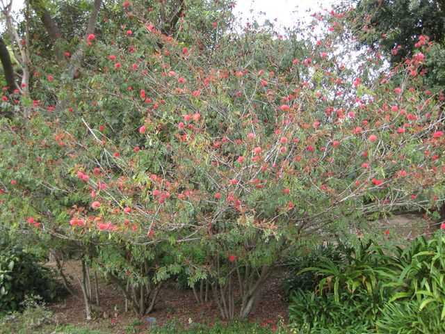 File:640px-IMG 5041 hunt0904.jpg