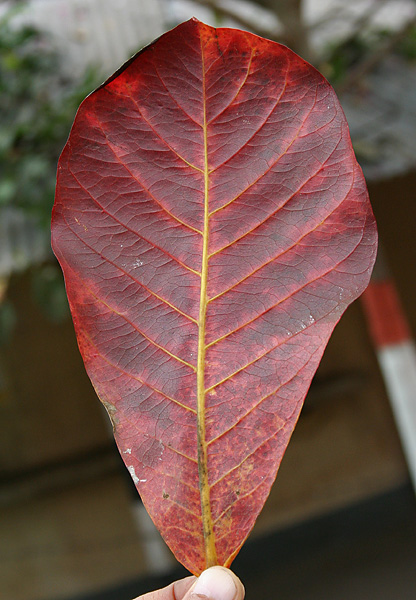 File:Desi Badam (Terminalia catappa) fallen leaf (back side) in Kolkata W IMG 2220.jpg