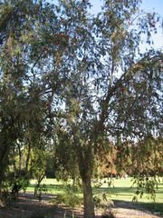 File:180px-Callistemon viminalis-balboa-IMG 0951 hunt07.jpg