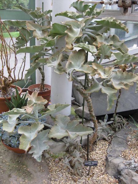 File:450px-IMG 1254 bbg09.jpg