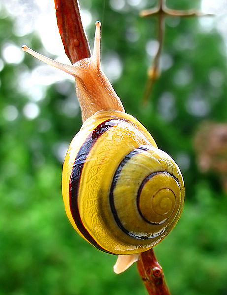 File:461px-Snail-WA edit02.jpg