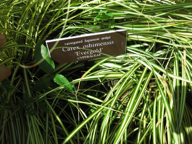 File:640px-IMG 0294 nybg09.jpg