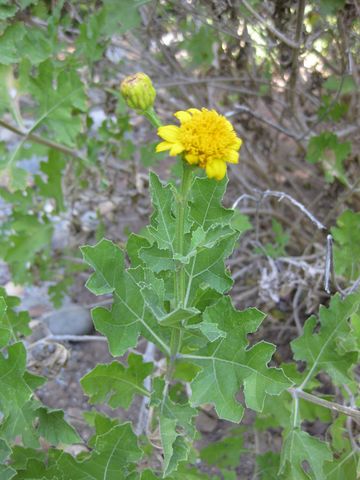 File:360px-IMG 1956 hunt09oct.jpg