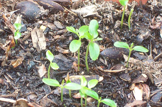File:640px-Toona ciliata - germinating seeds.jpg