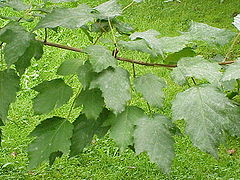 File:240px-Acer tataricum1.jpg
